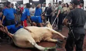 3 Hal yang Disunahkan Saat Sembelih Hewan Kurban