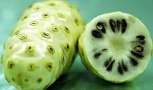 Cara Mengatasi Jerawat dengan buah Mengkudu