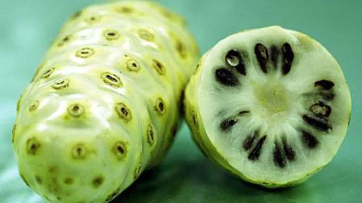Cara Mengatasi Jerawat dengan buah Mengkudu