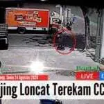 Terekam CCTV “Bajing Loncat” Berkeliaran di Sumenep