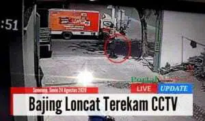 Bajing loncat terekam CCTV (Ist)