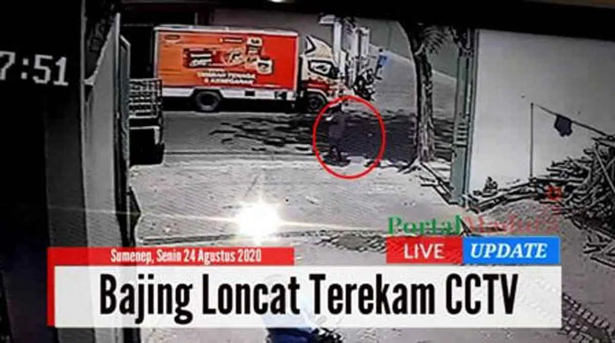 Bajing loncat terekam CCTV (Ist)