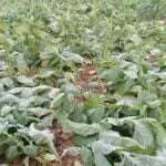 Hujan, Ribuan Tanaman Tembakau di Pamekasan Roboh