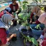 Mahasiswa UMM Lakukan Penanaman Apotek Hidup di Pamekasan