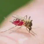 Cara Mudah Mengusir Nyamuk Agar Tidur Nyenyak