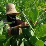 Harga Tembakau Petani Sumenep Anjlok