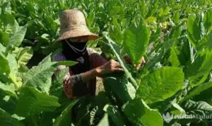 Harga Tembakau Petani Sumenep Anjlok