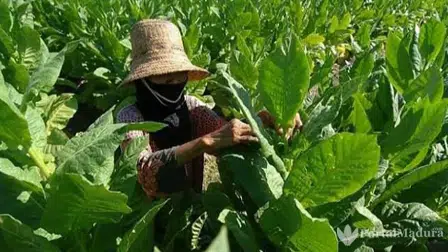 Harga Tembakau Petani Sumenep Anjlok