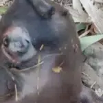 Kambing Berwajah Dajjal Lahir di Sumenep