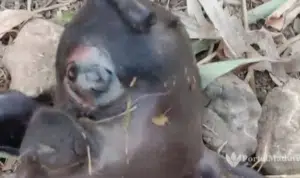 Kambing Berwajah Dajjal Lahir di Sumenep