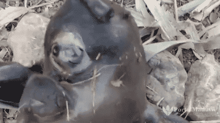 Kambing Berwajah Dajjal Lahir di Sumenep