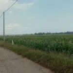 Ulah Tikus Bikin Petani Bangkalan Resah, Selawat Burdah Jadi Andalan