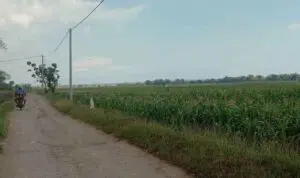 Ulah Tikus Bikin Petani Bangkalan Resah, Selawat Burdah Jadi Andalan