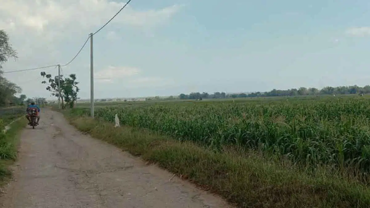 Lahan Pertanian Desa Buluh, Kecamatan Socah, Kabupaten Bangkalan (Foto. M Saed @portalmadura.com)