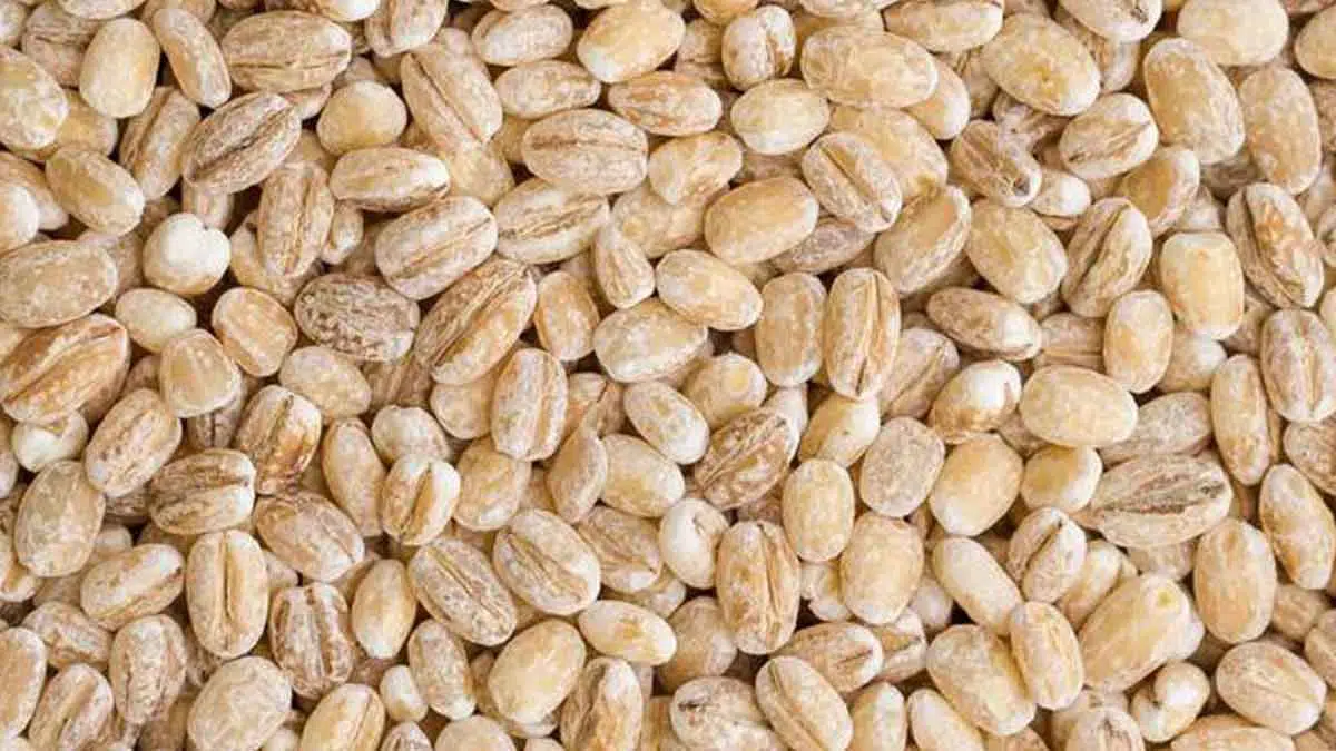 Barley, Biji-bijian yang Memiliki Banyak Manfaat untuk Tubuh