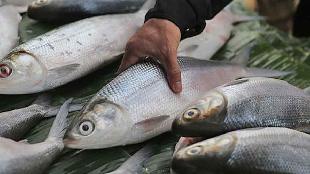 Berikut Manfaat Ikan Bandeng untuk MPASI