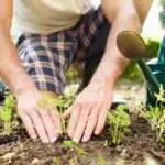 3 Cara Belajar Berkebun Online Selama Pandemi