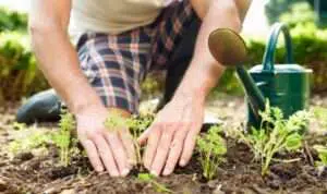 3 Cara Belajar Berkebun Online Selama Pandemi