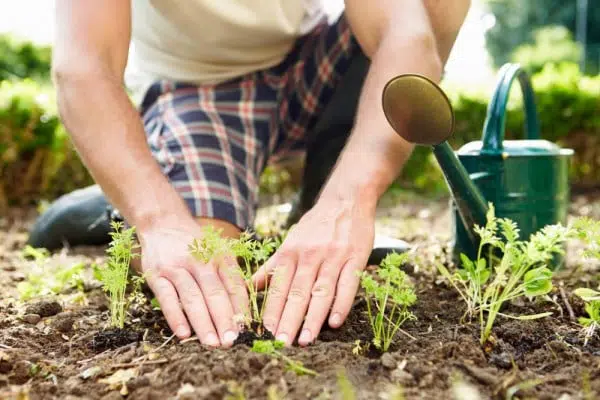 3 Cara Belajar Berkebun Online Selama Pandemi