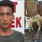 Curi Tiga Kambing, Pelaku Kepergok Warga di Sungai Pojah Sumenep