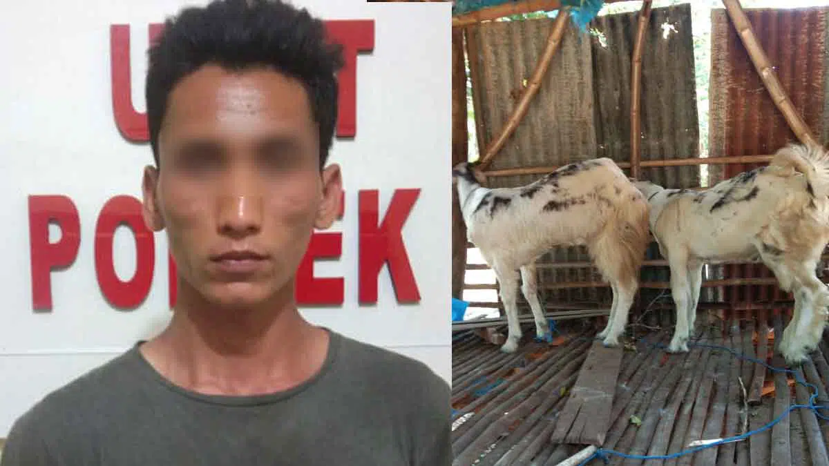 Curi Tiga Kambing, Pelaku Kepergok Warga di Sungai Pojah Sumenep