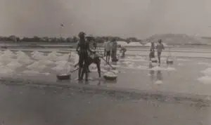 FOTO- Aktivitas Produksi Garam Tahun 1930-an di Sumenep