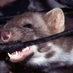 5 Cara Ampuh Cegah Tikus Rusak Kabel Mobil