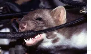 5 Cara Ampuh Cegah Tikus Rusak Kabel Mobil