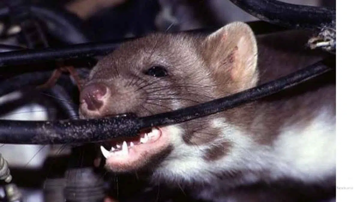 5 Cara Ampuh Cegah Tikus Rusak Kabel Mobil