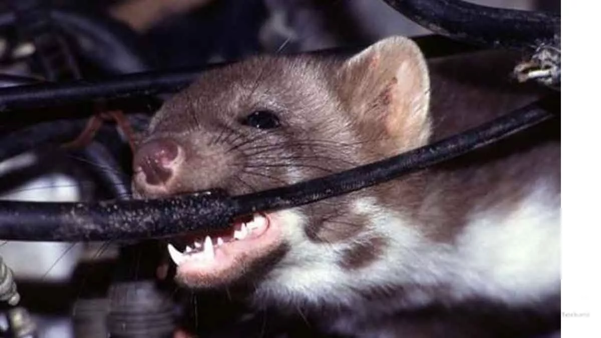 5 Cara Ampuh Cegah Tikus Rusak Kabel Mobil