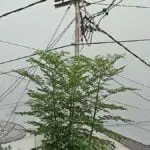 Kota Sumenep Diguyur Hujan Ringan, Siang Cerah Berawan
