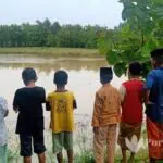 Tanaman Padi di Sampang Terendam Banjir
