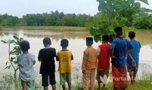 Tanaman Padi di Sampang Terendam Banjir