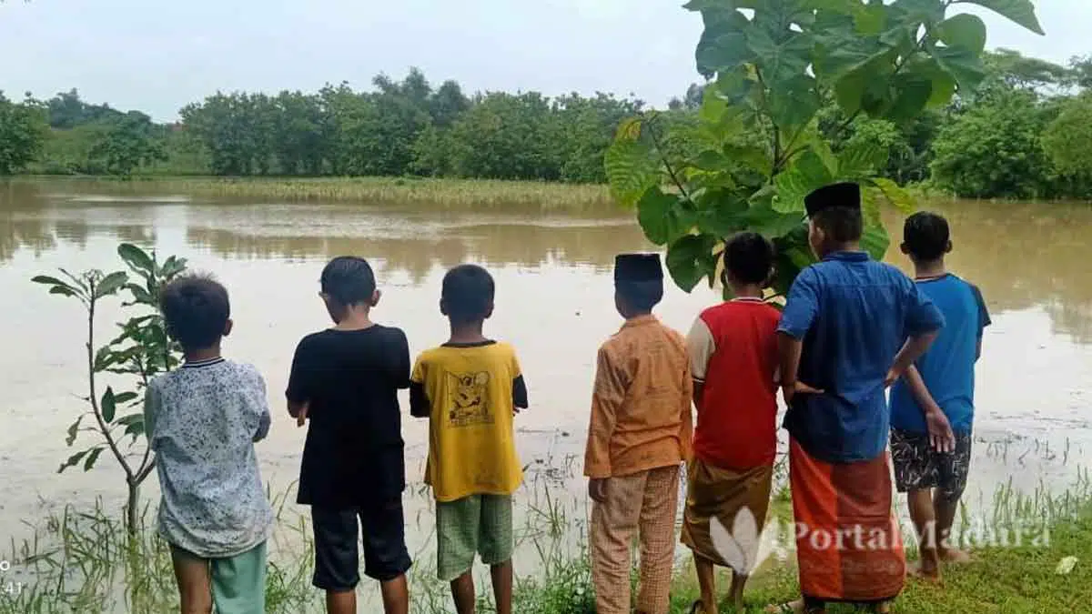 Tanaman Padi di Sampang Terendam Banjir