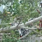 Pohon Tumbang Timpa Pemotor di Sumenep