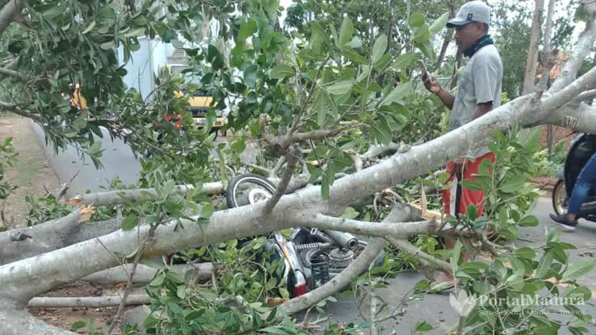 Pohon Tumbang Timpa Pemotor di Sumenep