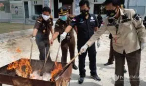 Sabu 1,5 Kg, Senpi dan Sajam Dimusnahkan Kejari Bangkalan