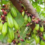 Guys, Ini 8 Manfaat Belimbing Wuluh Untuk Kecantikan