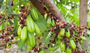 Guys, Ini 8 Manfaat Belimbing Wuluh Untuk Kecantikan