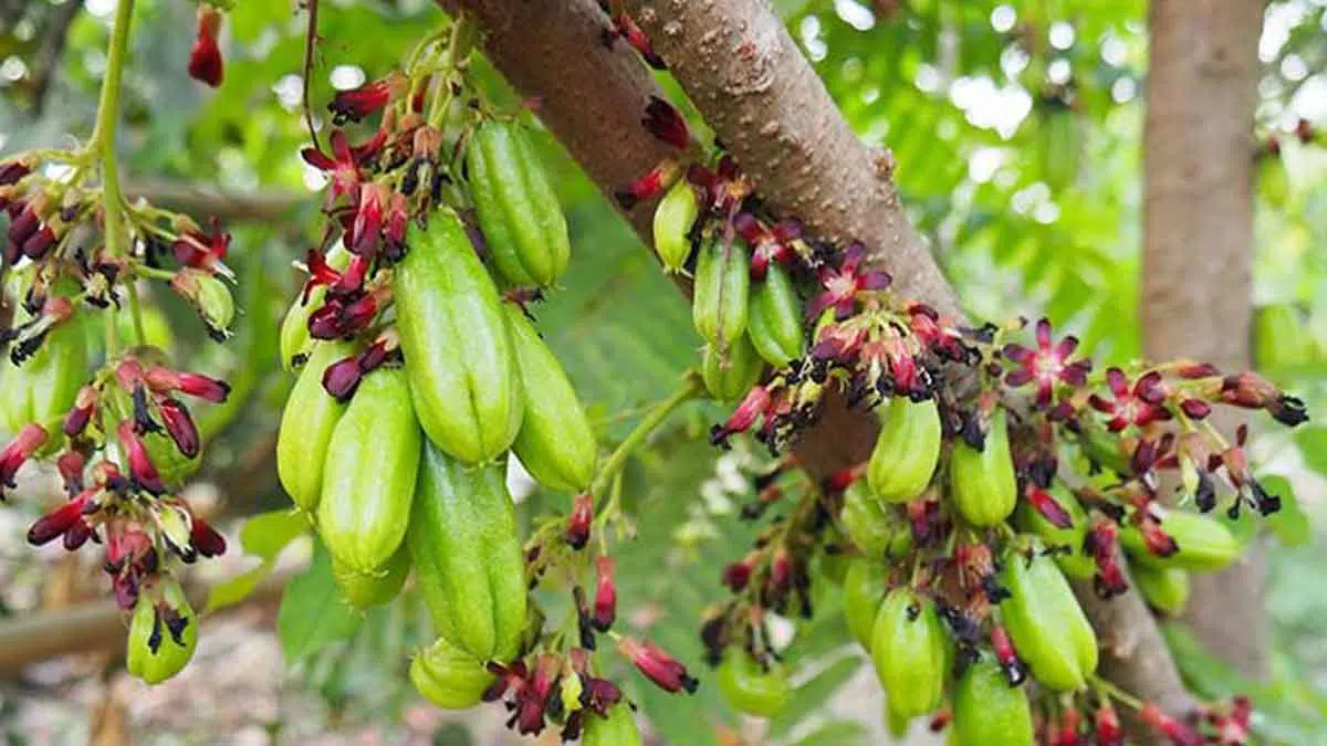 Guys, Ini 8 Manfaat Belimbing Wuluh Untuk Kecantikan