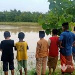Dampak Banjir, Tanaman Padi Teracam Gagal Panen di Sampang