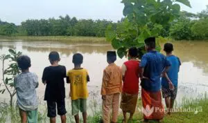 Dampak Banjir, Tanaman Padi Teracam Gagal Panen di Sampang