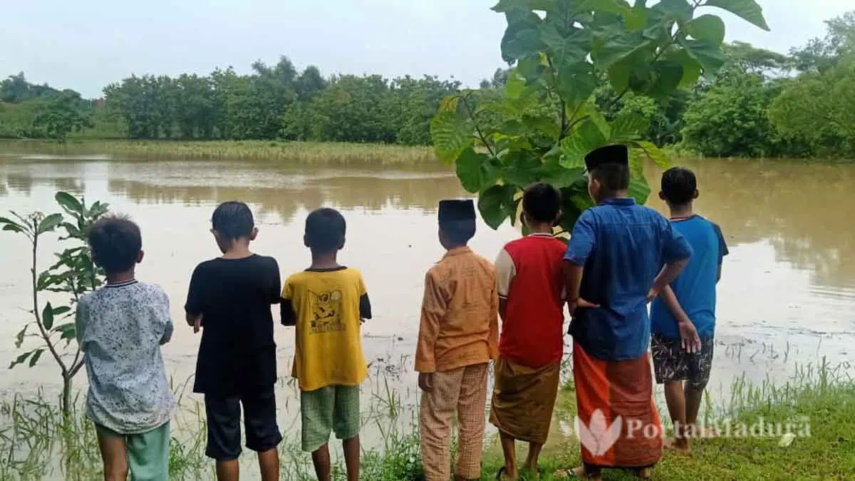 Dampak Banjir, Tanaman Padi Teracam Gagal Panen di Sampang
