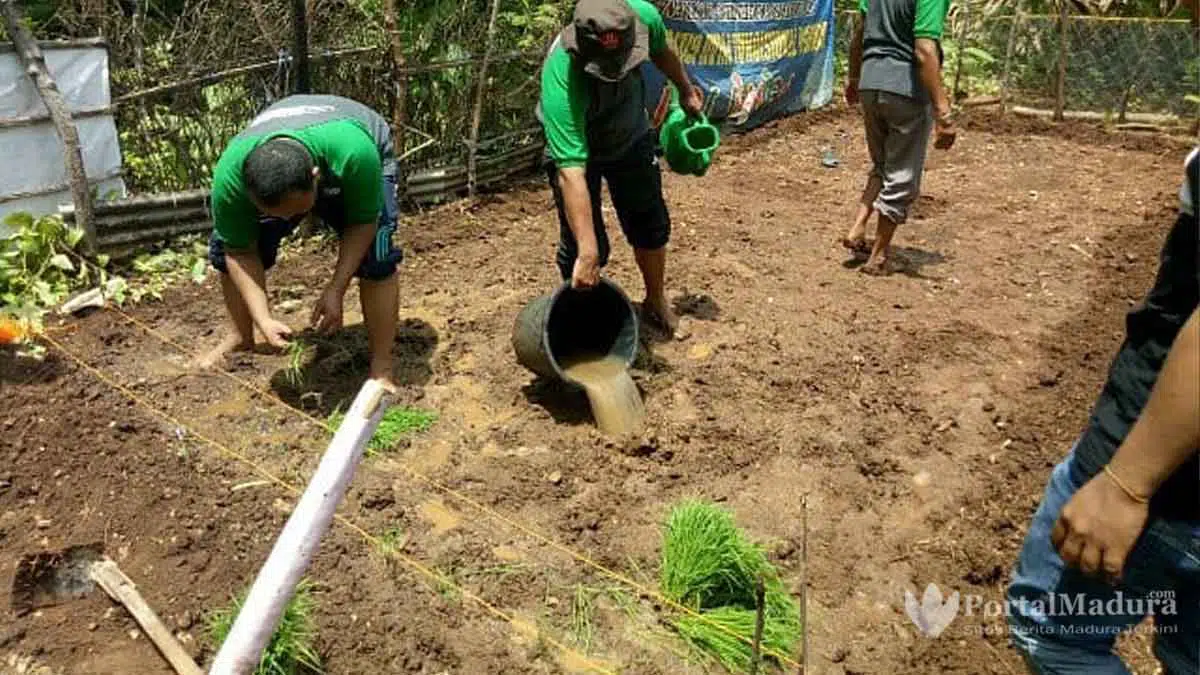 2021, Alokasi Pupuk Bersubsidi Meningkat di Sumenep