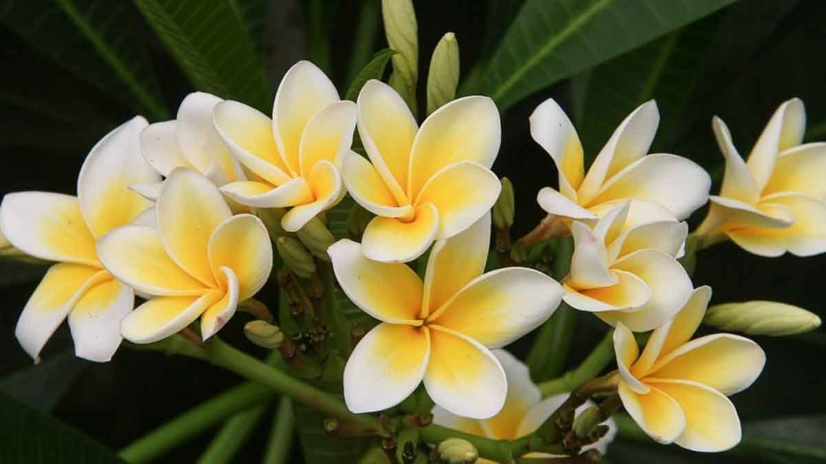 Ladies, Ini 6 Khasiat Bunga Kamboja untuk Kecantikan