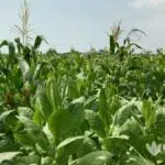 Petani Pamekasan Mulai Bersiap Tanam Tembakau