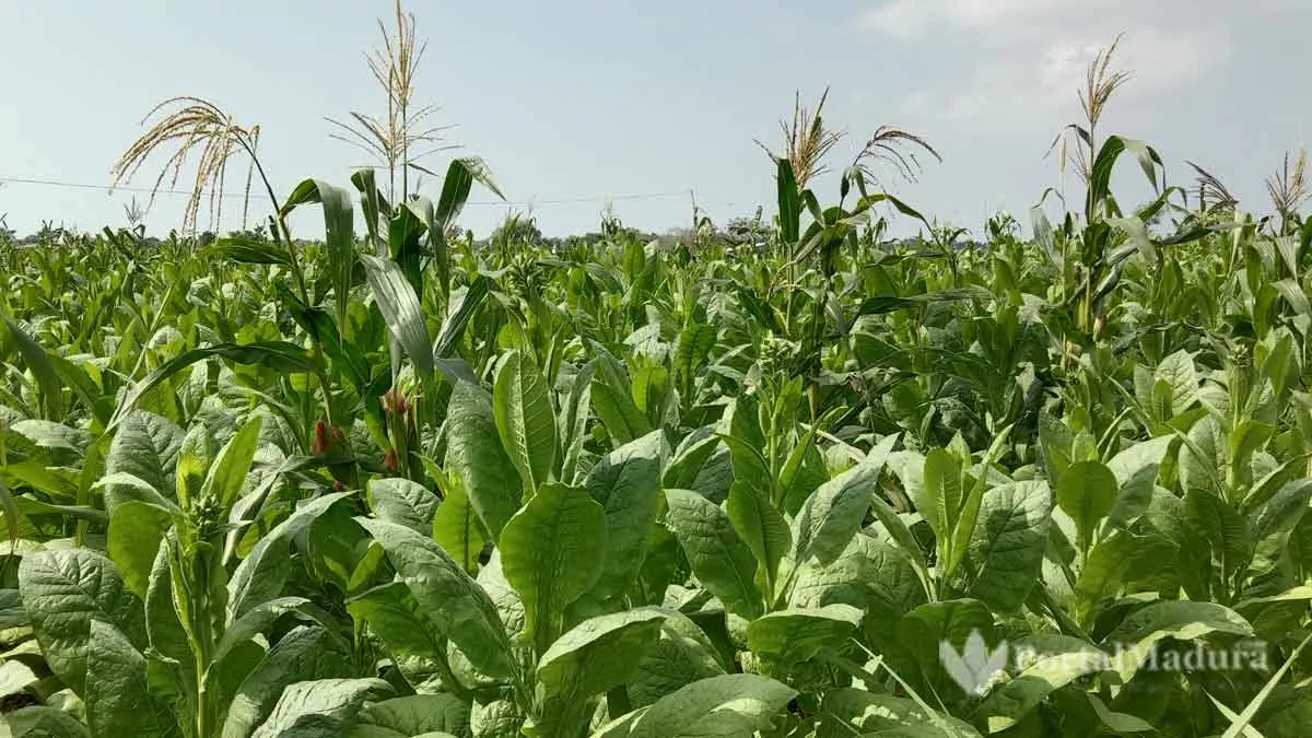 Petani Pamekasan Mulai Bersiap Tanam Tembakau