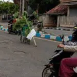 Protes Aspal Mengelupas, Warga “Tanami” Pohon Pepaya