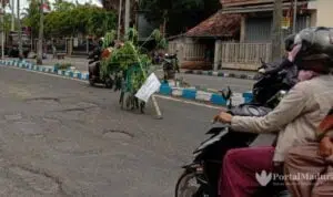 Protes Aspal Mengelupas, Warga "Tanami" Pohon Pepaya