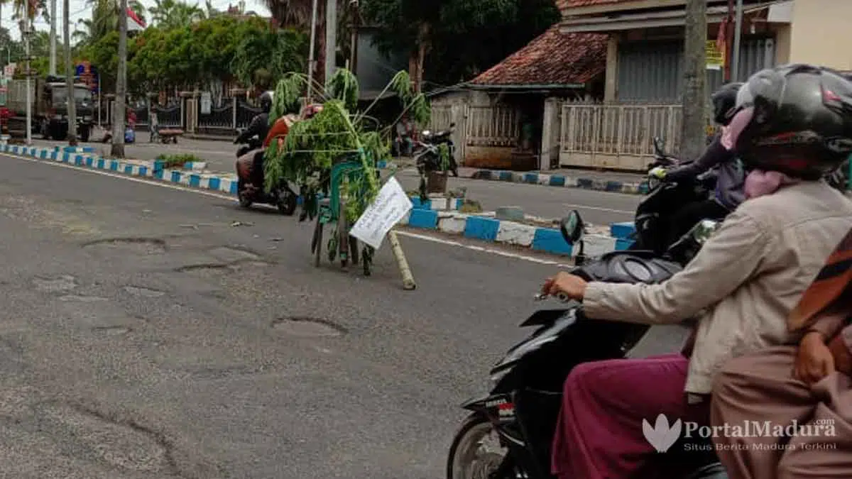Protes Aspal Mengelupas, Warga "Tanami" Pohon Pepaya